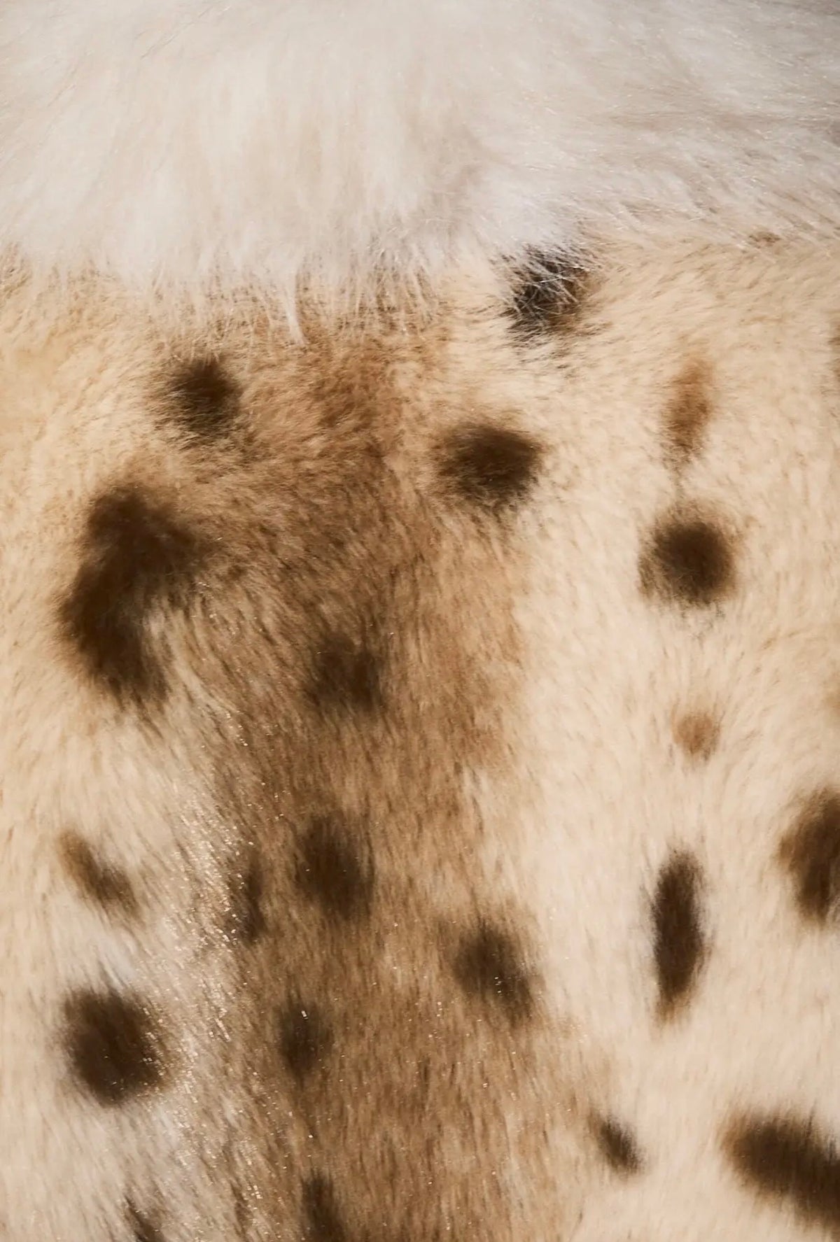 The Aspen Faux Fur Jacket